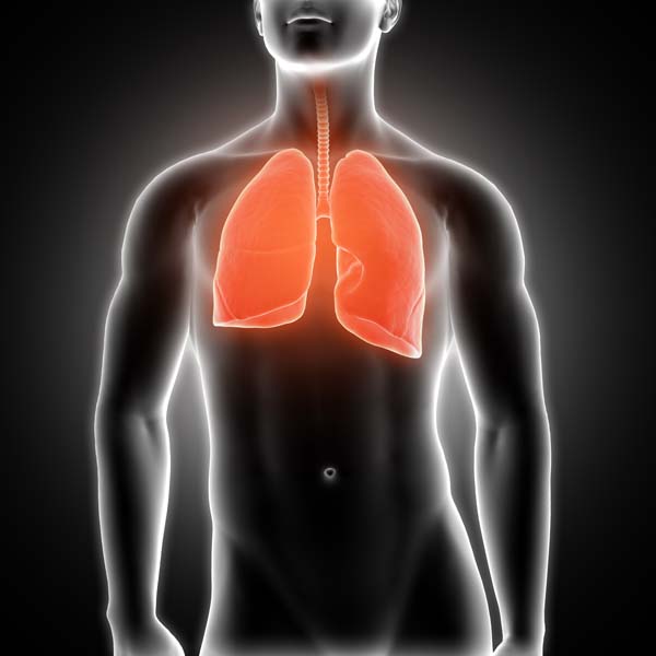 3D render of a medical male figure with lungs highlighted